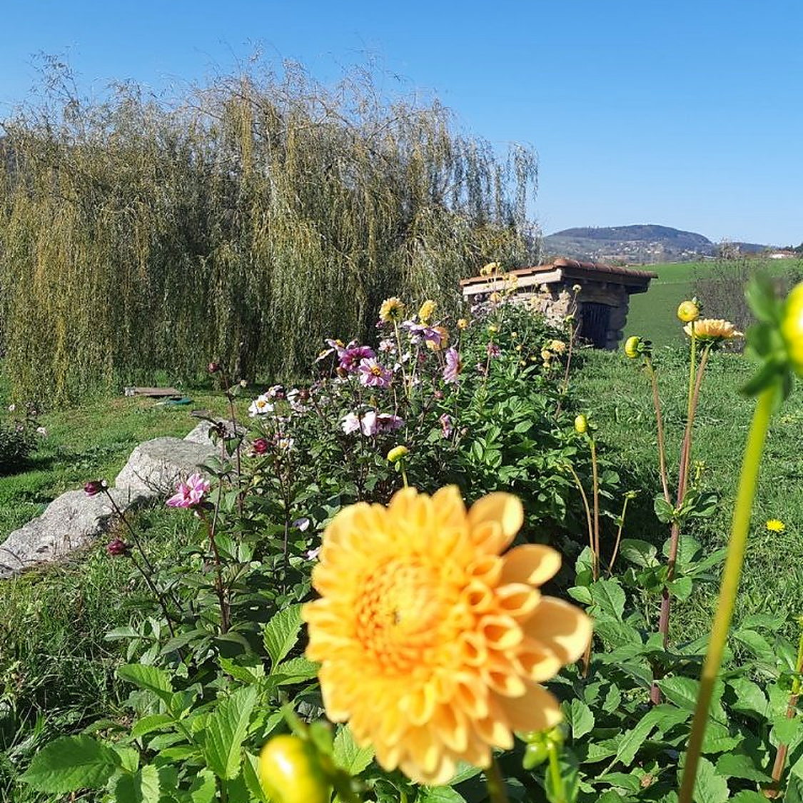 Le jardin de l’auberge et ses dahlias