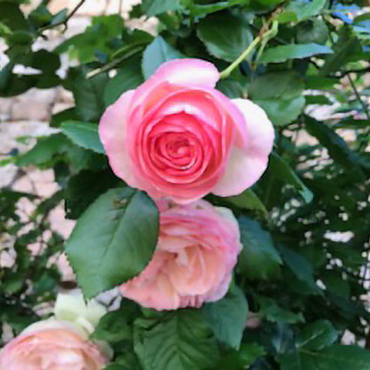 Les rosiers de l’auberge
